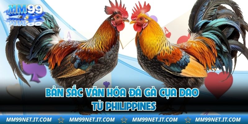 Bản sắc văn hóa đá gà cựa dao từ Philippines
