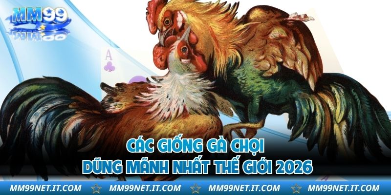 Các giống gà chọi dũng mãnh nhất thế giới 2026