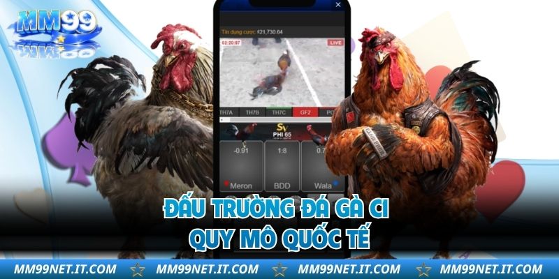 Đấu trường đá gà C1 quy mô quốc tế