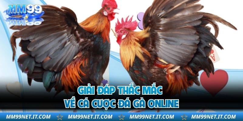 Giải đáp thắc mắc về cá cược đá gà online