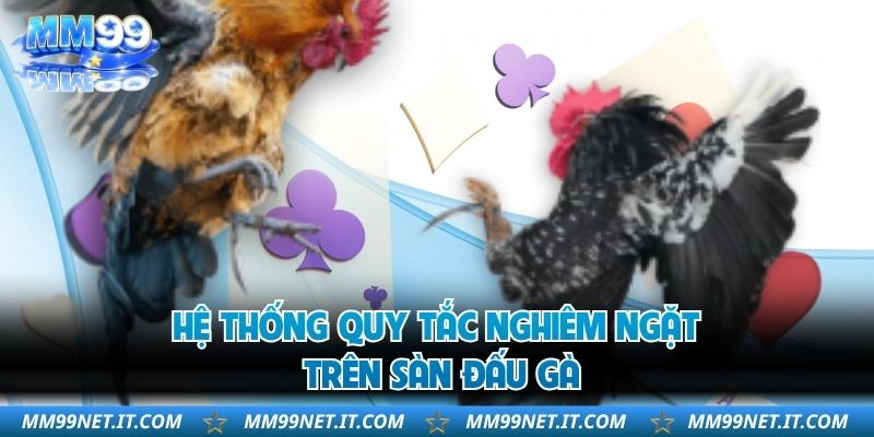 Hệ thống quy tắc nghiêm ngặt trên sàn đấu gà