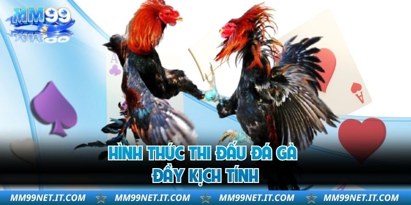 Hình thức thi đấu đá gà đầy kịch tính