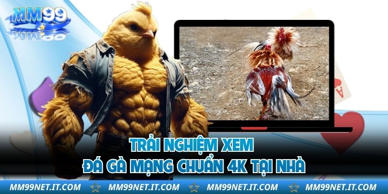 Trải nghiệm xem đá gà mạng chuẩn 4K tại nhà